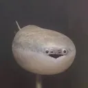 .pignu