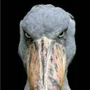 Fantacan's Avatar