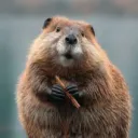 marmot9