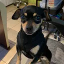 sausage01234