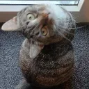minirebel