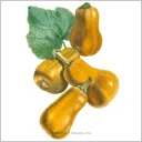 squashalicious