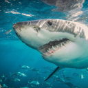 avatar Tiburoncin 🦈