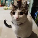 toyboymassimo
