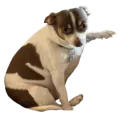 ryfuji