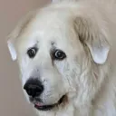 butters04348