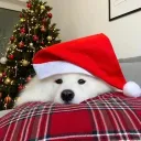 malvyuu