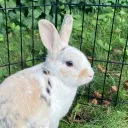 rabbittv
