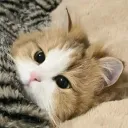 reynomii