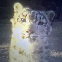 grrxxxsiex