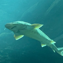 avatar suck mae nuts