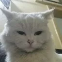 Un_Diavolo avatar