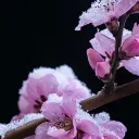 zenyxu