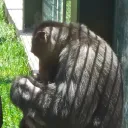 kingjordan1862 avatar