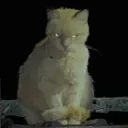 ray0n