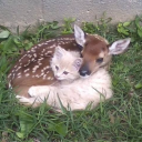 avatar fawn