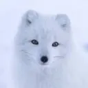 ironfoxx6442
