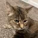 the_hellcatyt