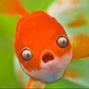 adhd_fish