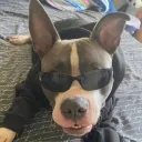 _zarizen_ avatar