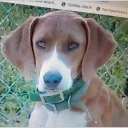 gatortimekennels