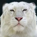 dannpm