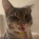 nenicadi