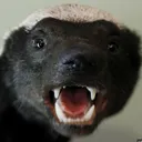 electron_25