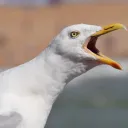 seagull2336