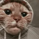 hoodicaat
