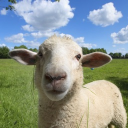 Abzer member profile picture