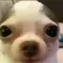 dabidsito