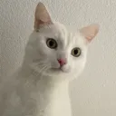 anderalfus