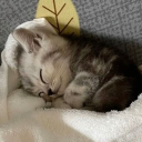 avatar 𝓿𝓲𝓼𝓱