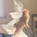 avatar 𝓿𝓲𝓼𝓱