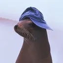 elmasjuane