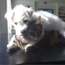 catshapedbug