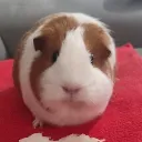 guineapig7