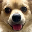 kusomushi_buxter