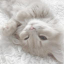 avatar cami67sparkleunicorn 𝜗𝜚