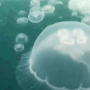 avatar 𝐵𝐼𝒲𝐼