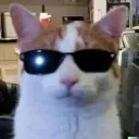 reallyiris