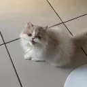 luiguer1.0