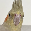 avatar 鳩胸-Pouter