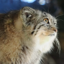 avatar the rinful one