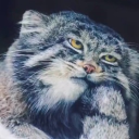 avatar the rinful one