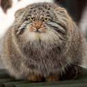 avatar the rinful one