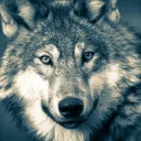 wolfstinte