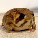 honest_armadillo_71024