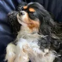 kolibi avatar